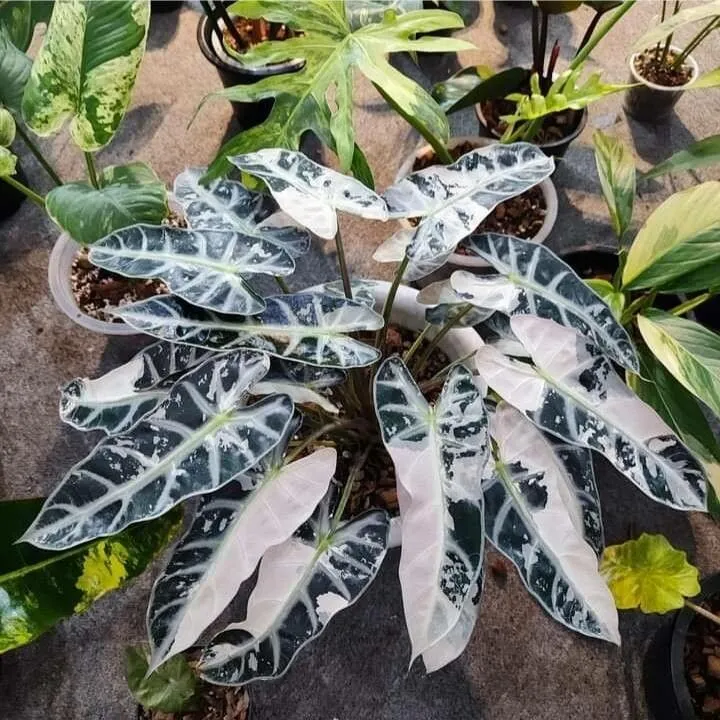 Plante alocasia bambino pink montrant ses caractéristiques typiques
