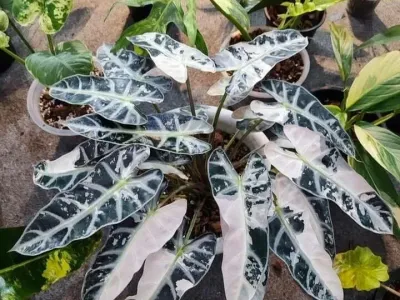 thumbnail alocasia 'bambino pink'