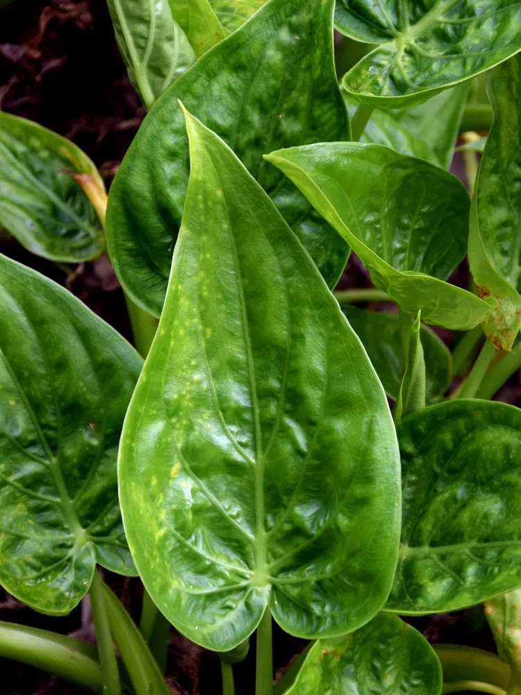 Plante alocasia cucullata montrant ses caractéristiques typiques