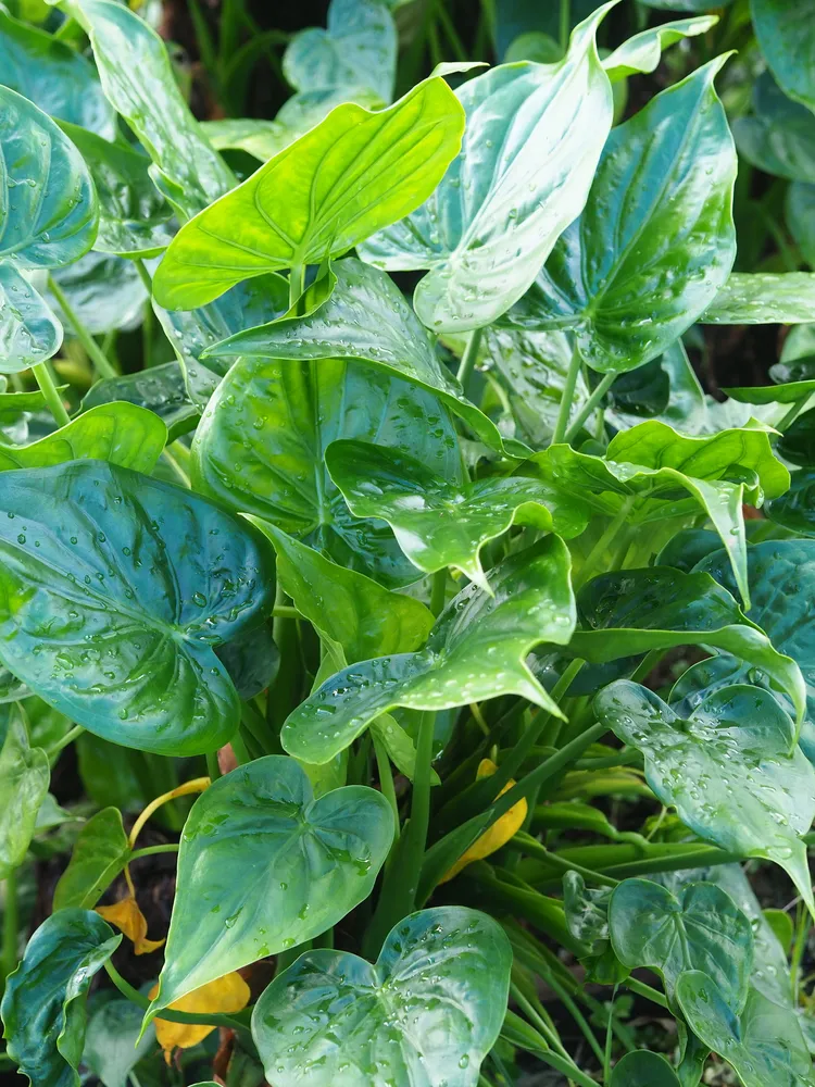 Plante alocasia cucullata montrant ses caractéristiques typiques