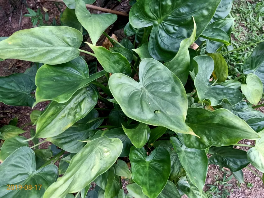 Plante alocasia cucullata montrant ses caractéristiques typiques