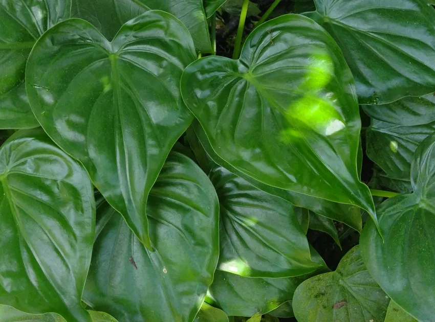 Plante alocasia cucullata montrant ses caractéristiques typiques