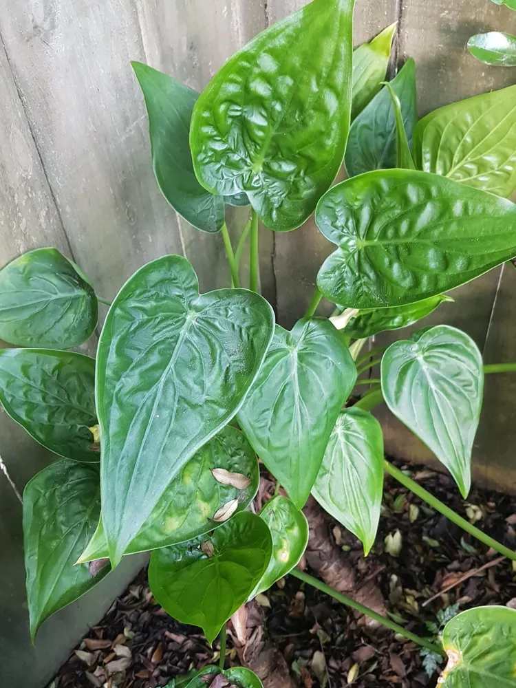 Plante alocasia cucullata montrant ses caractéristiques typiques