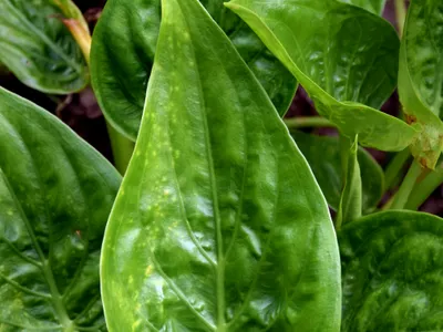 Image miniature de alocasia cucullata