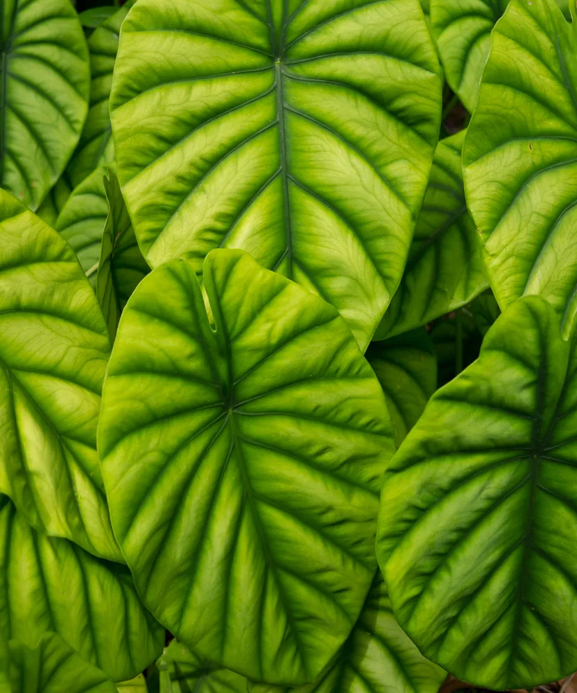 Plante alocasia cuprea montrant ses caractéristiques typiques