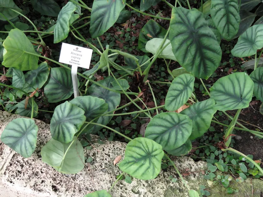 Plante alocasia cuprea montrant ses caractéristiques typiques