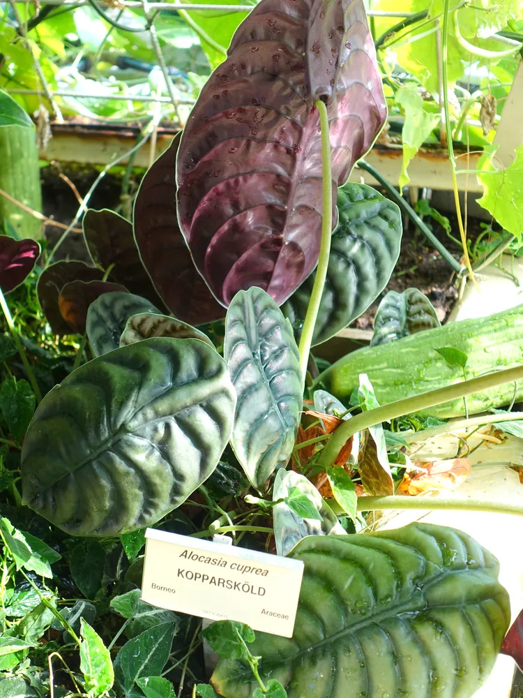 Plante alocasia cuprea montrant ses caractéristiques typiques