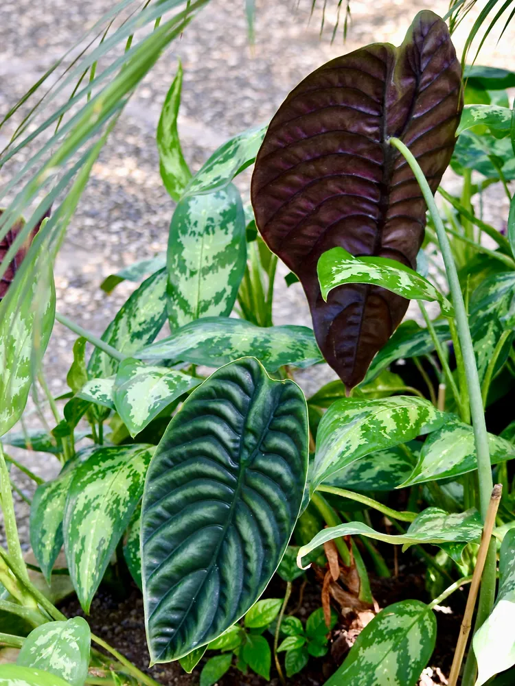 Plante alocasia cuprea montrant ses caractéristiques typiques