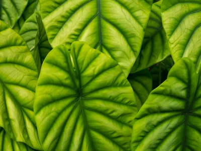 Image miniature de alocasia cuprea