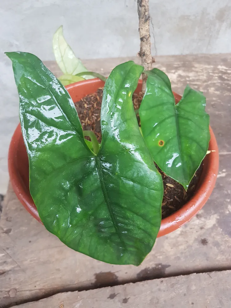 Plante alocasia heterophylla montrant ses caractéristiques typiques