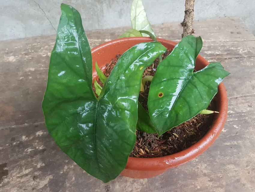 Plante alocasia heterophylla montrant ses caractéristiques typiques