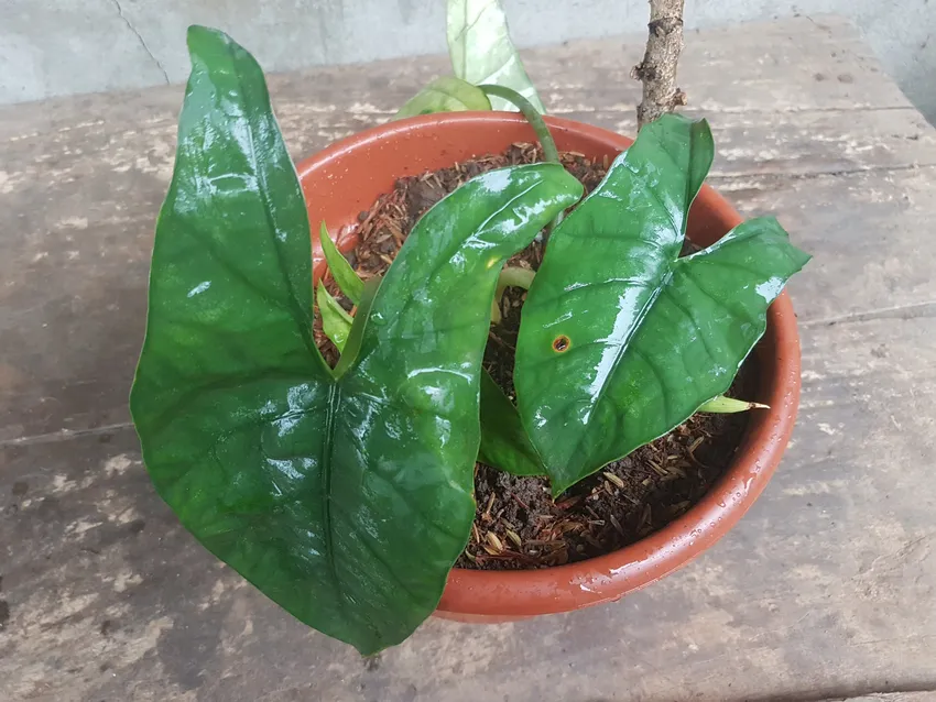 Plante alocasia heterophylla montrant ses caractéristiques typiques