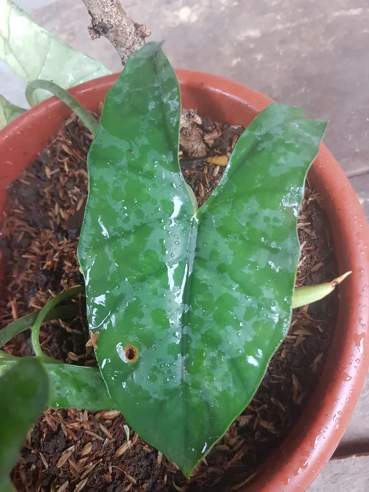 Plante alocasia heterophylla montrant ses caractéristiques typiques