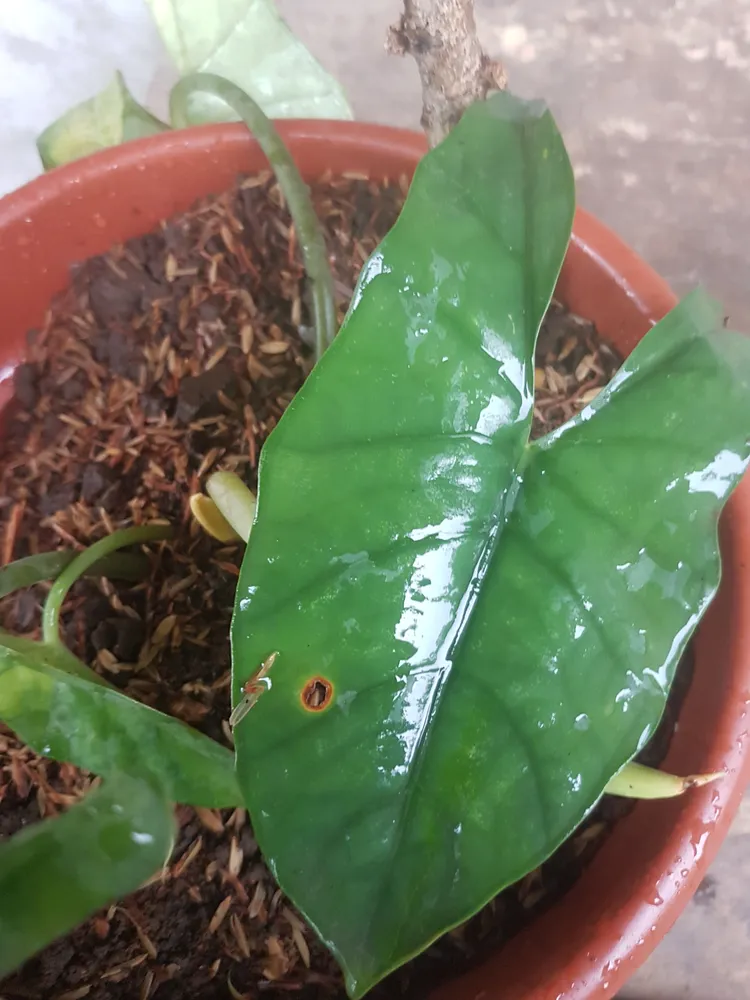 Plante alocasia heterophylla montrant ses caractéristiques typiques