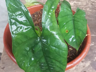 Image miniature de alocasia heterophylla