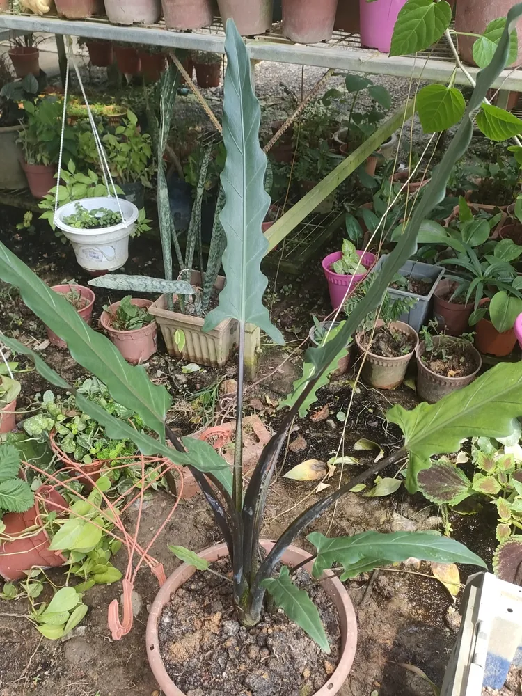 Plante alocasia lauterbachiana montrant ses caractéristiques typiques