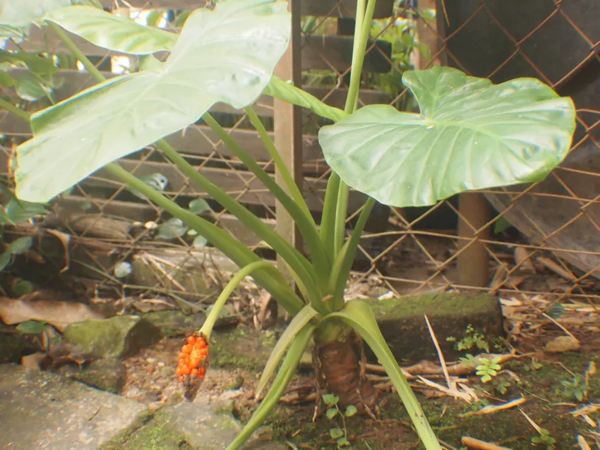 Plante alocasia longiloba montrant ses caractéristiques typiques