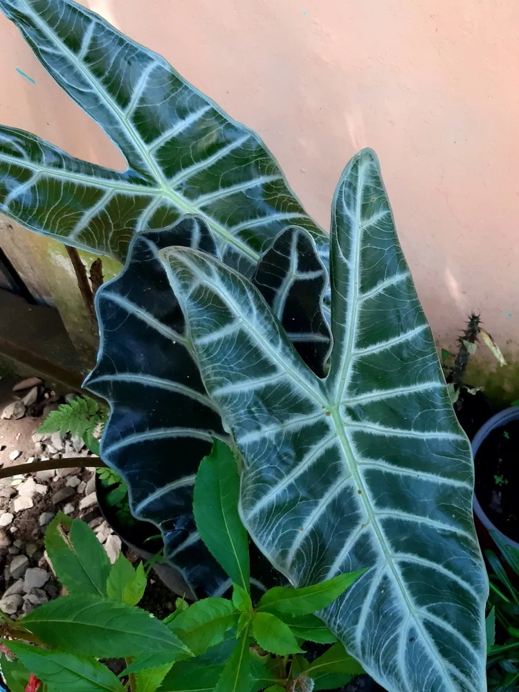 Plante alocasia longiloba montrant ses caractéristiques typiques