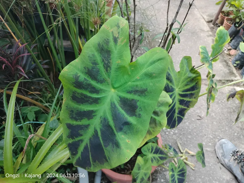 Plante alocasia longiloba montrant ses caractéristiques typiques