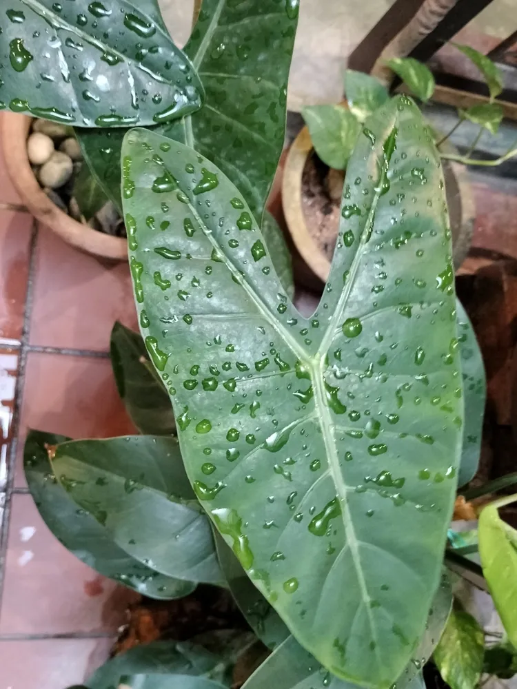 Plante alocasia longiloba montrant ses caractéristiques typiques