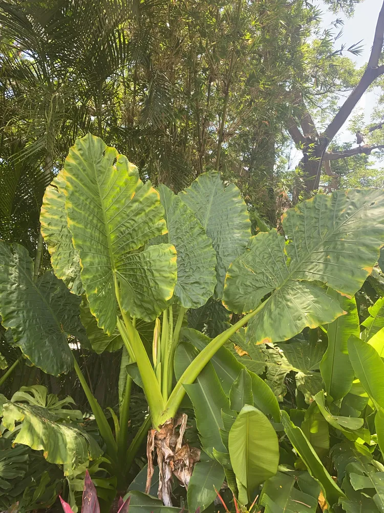 Plante alocasia macrorrhizos montrant ses caractéristiques typiques