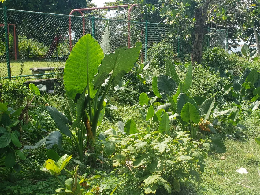 Plante alocasia macrorrhizos montrant ses caractéristiques typiques