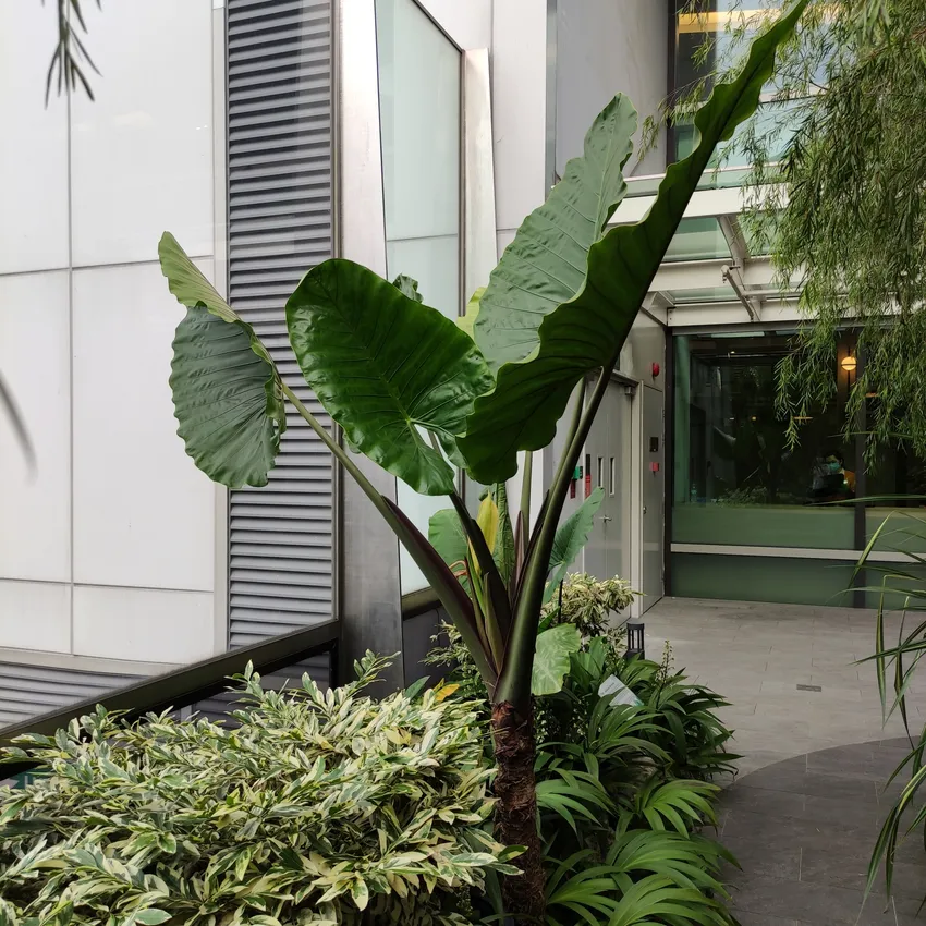 Plante alocasia macrorrhizos montrant ses caractéristiques typiques