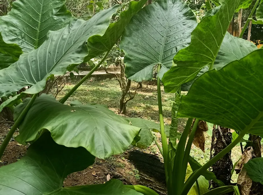 Plante alocasia macrorrhizos montrant ses caractéristiques typiques