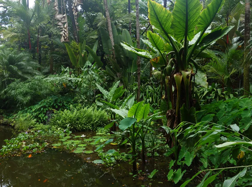 Plante alocasia macrorrhizos montrant ses caractéristiques typiques