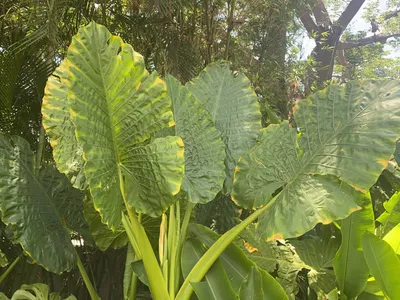 Image miniature de alocasia macrorrhizos