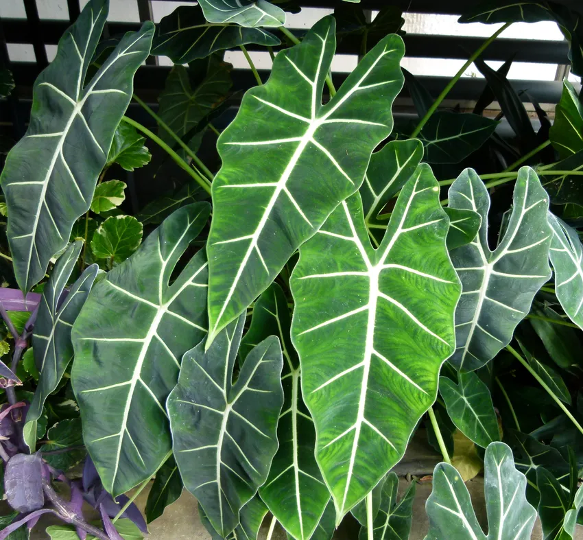 Plante alocasia micholitziana montrant ses caractéristiques typiques