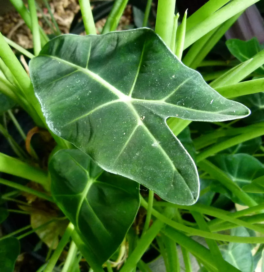 Plante alocasia micholitziana montrant ses caractéristiques typiques