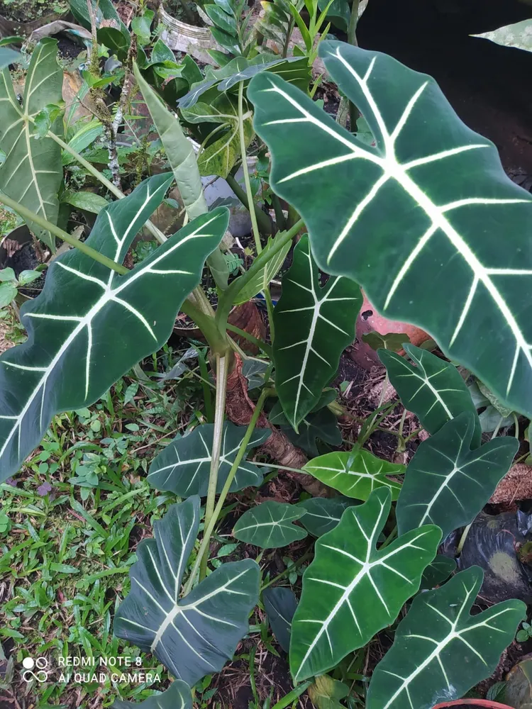 Plante alocasia micholitziana montrant ses caractéristiques typiques