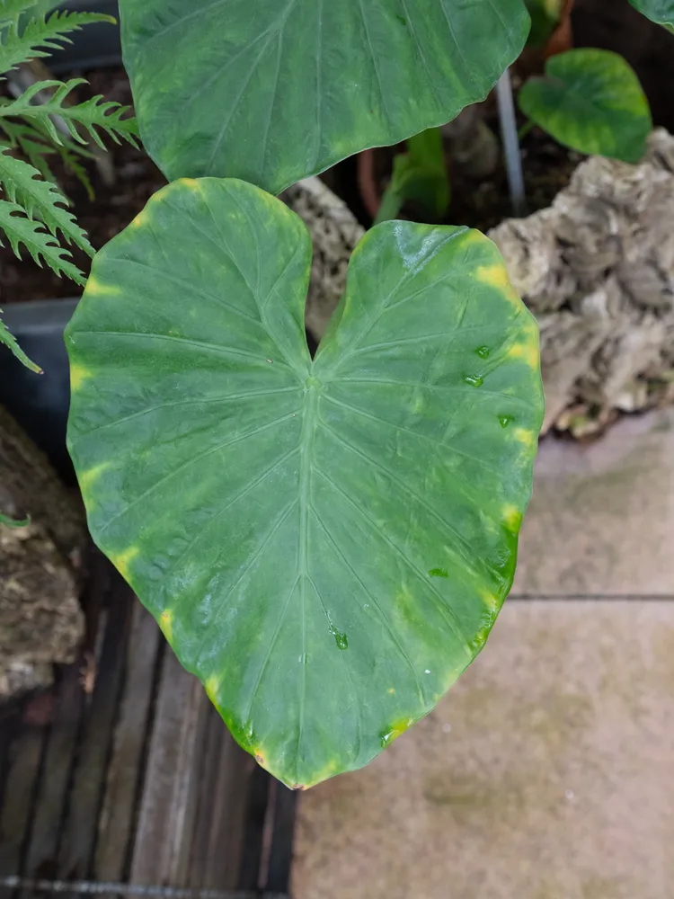 Plante alocasia odora montrant ses caractéristiques typiques