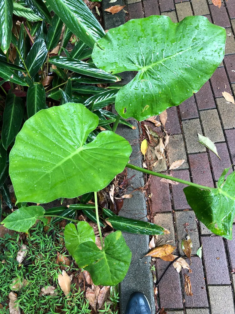 Plante alocasia odora montrant ses caractéristiques typiques