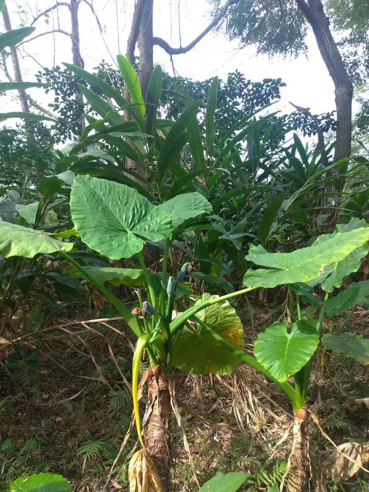 Plante alocasia odora montrant ses caractéristiques typiques