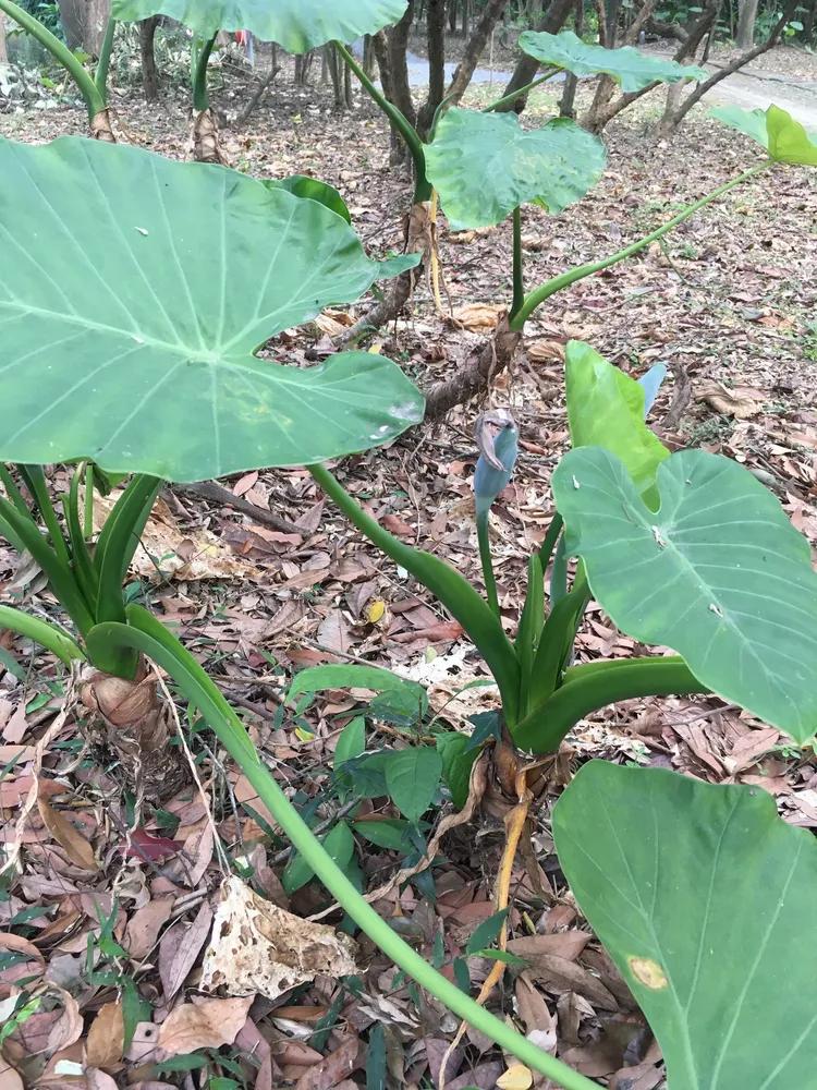 Plante alocasia odora montrant ses caractéristiques typiques