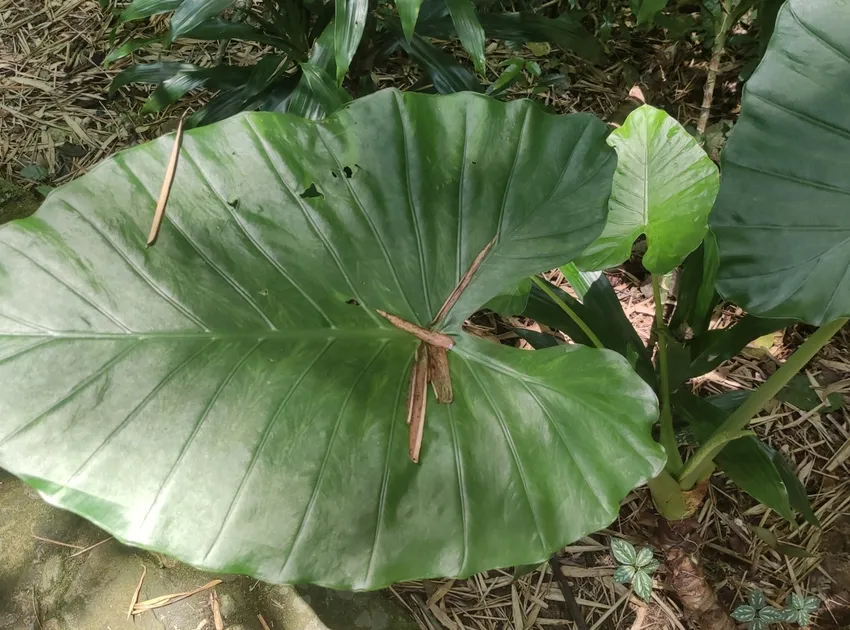 Plante alocasia odora montrant ses caractéristiques typiques