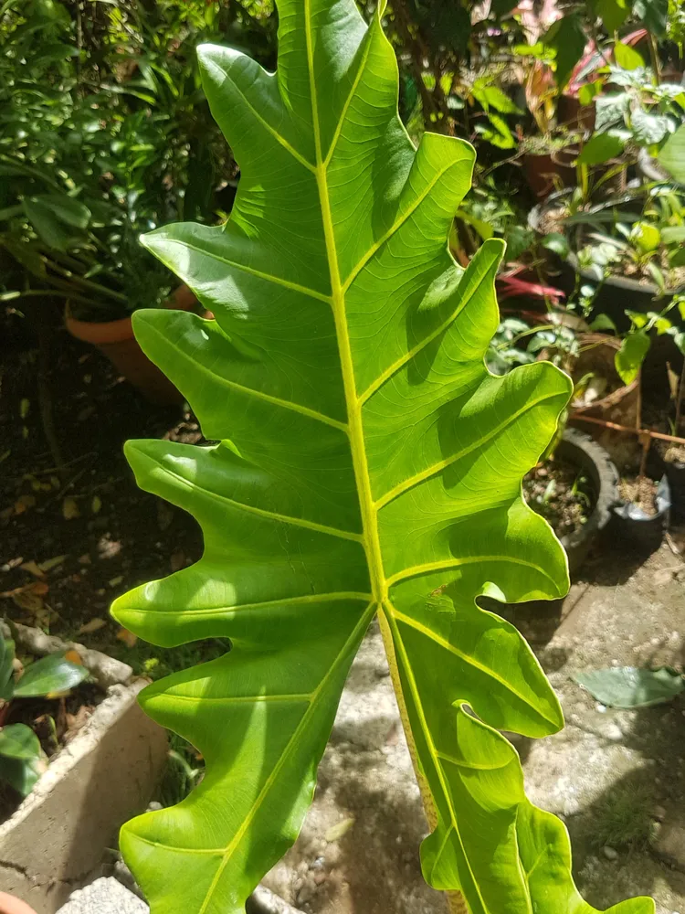 Plante alocasia portei montrant ses caractéristiques typiques