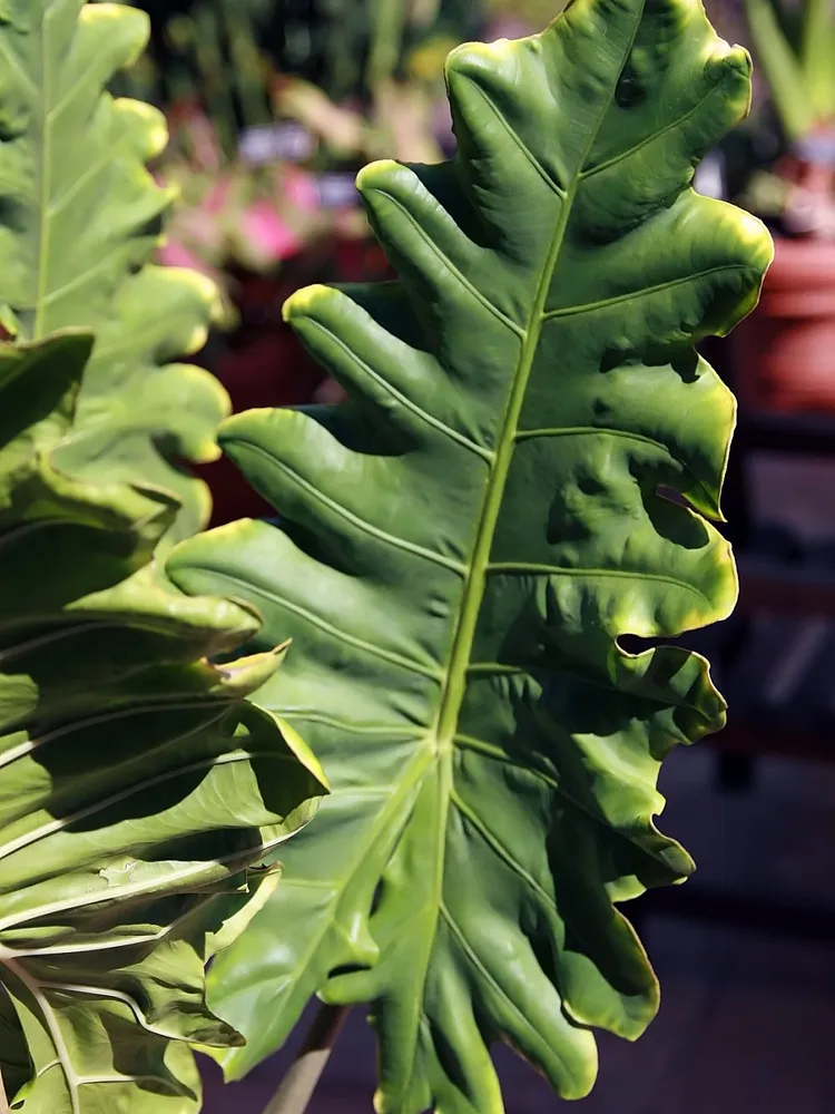 Plante alocasia portei montrant ses caractéristiques typiques