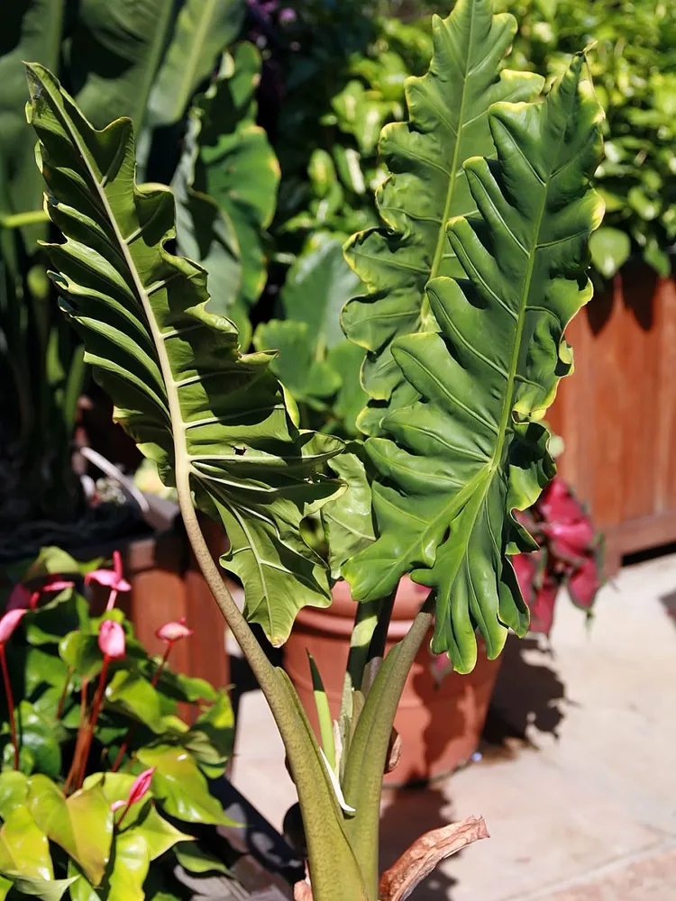 Plante alocasia portei montrant ses caractéristiques typiques