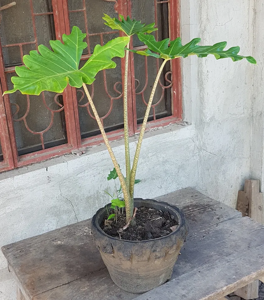 Plante alocasia portei montrant ses caractéristiques typiques