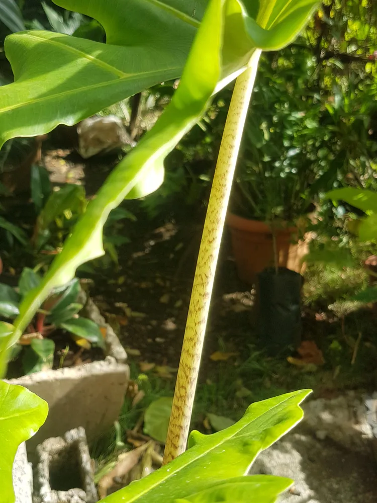 Plante alocasia portei montrant ses caractéristiques typiques