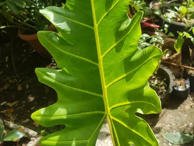 Image miniature de alocasia portei