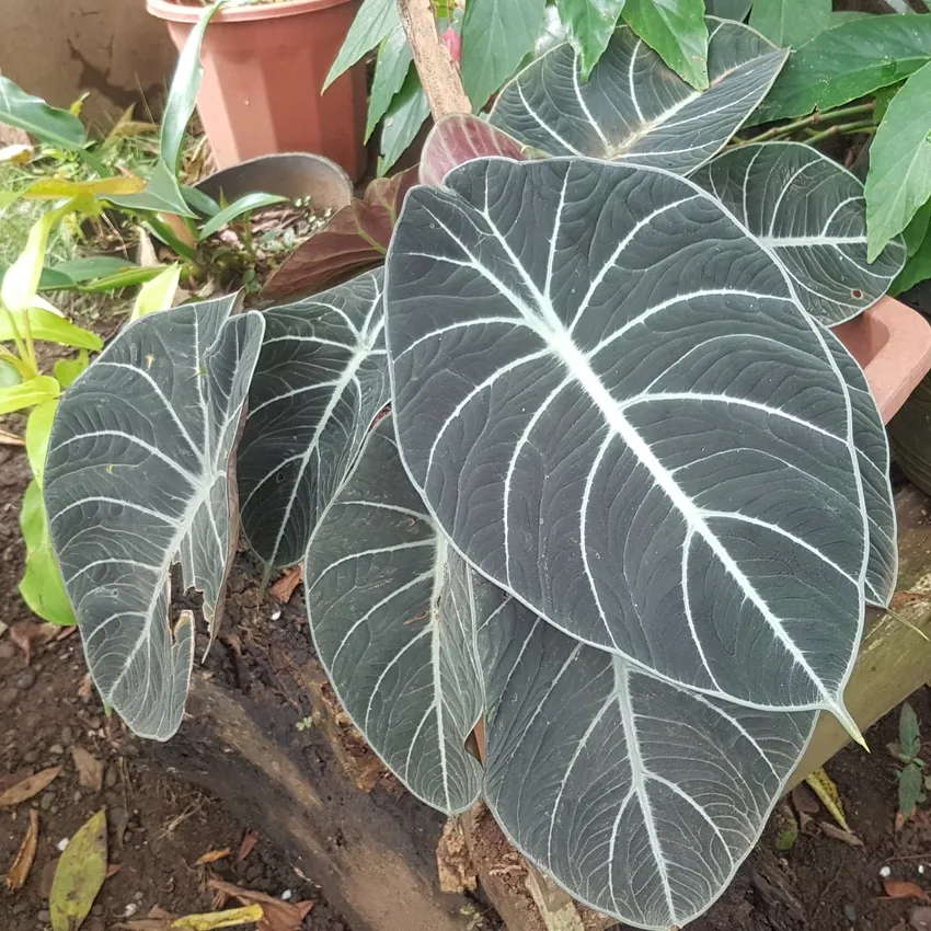 Plante alocasia reginula montrant ses caractéristiques typiques