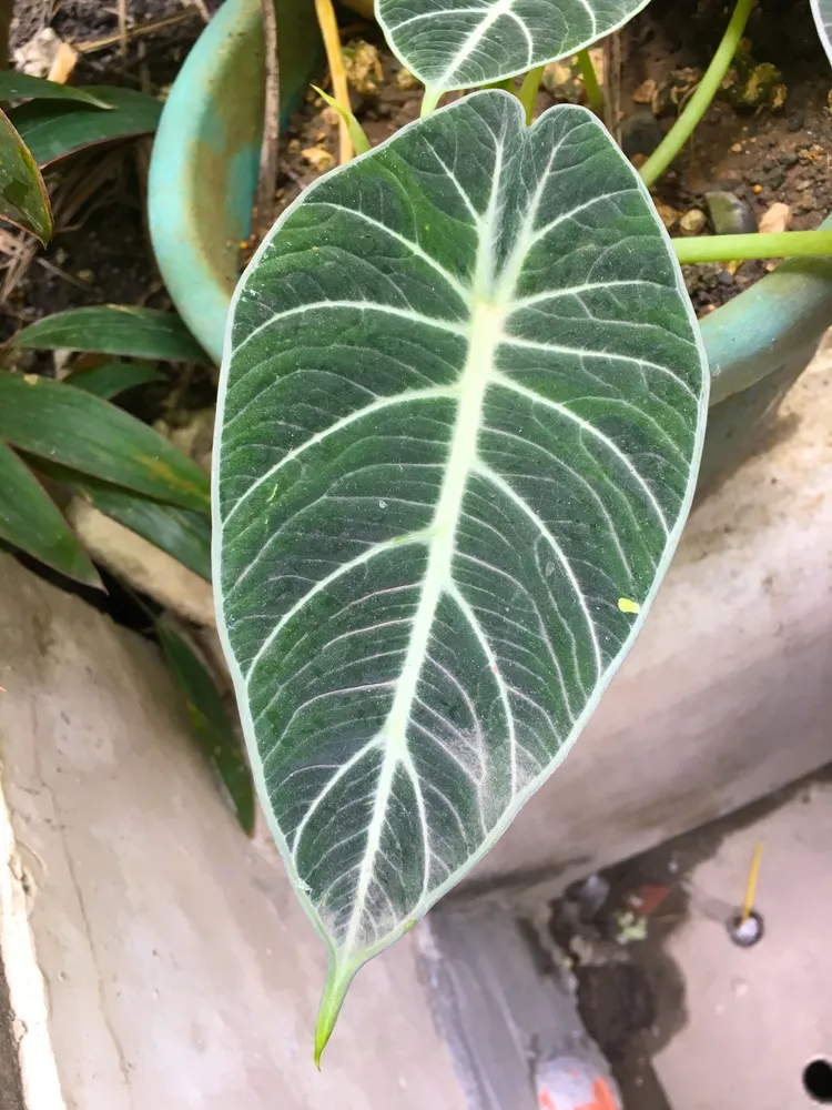 Plante alocasia reginula montrant ses caractéristiques typiques