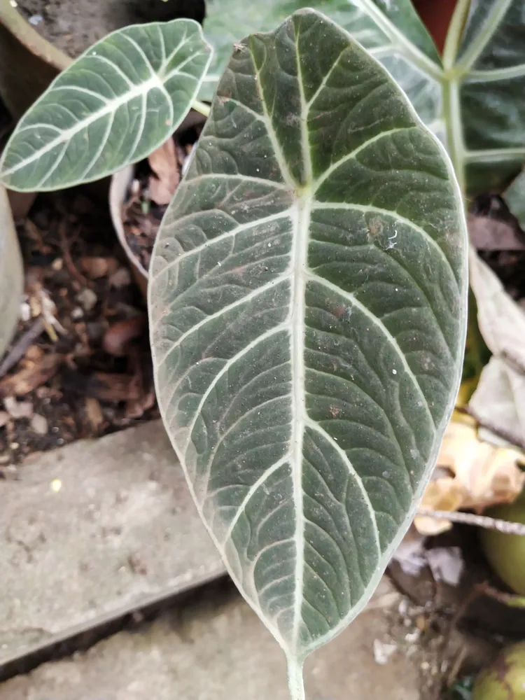 Plante alocasia reginula montrant ses caractéristiques typiques