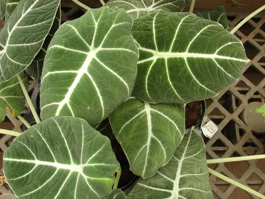 Plante alocasia reginula montrant ses caractéristiques typiques