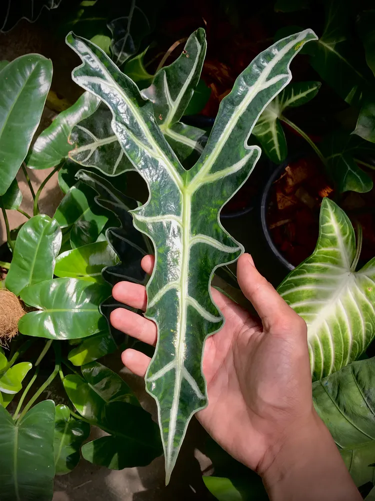 Plante alocasia sanderiana montrant ses caractéristiques typiques