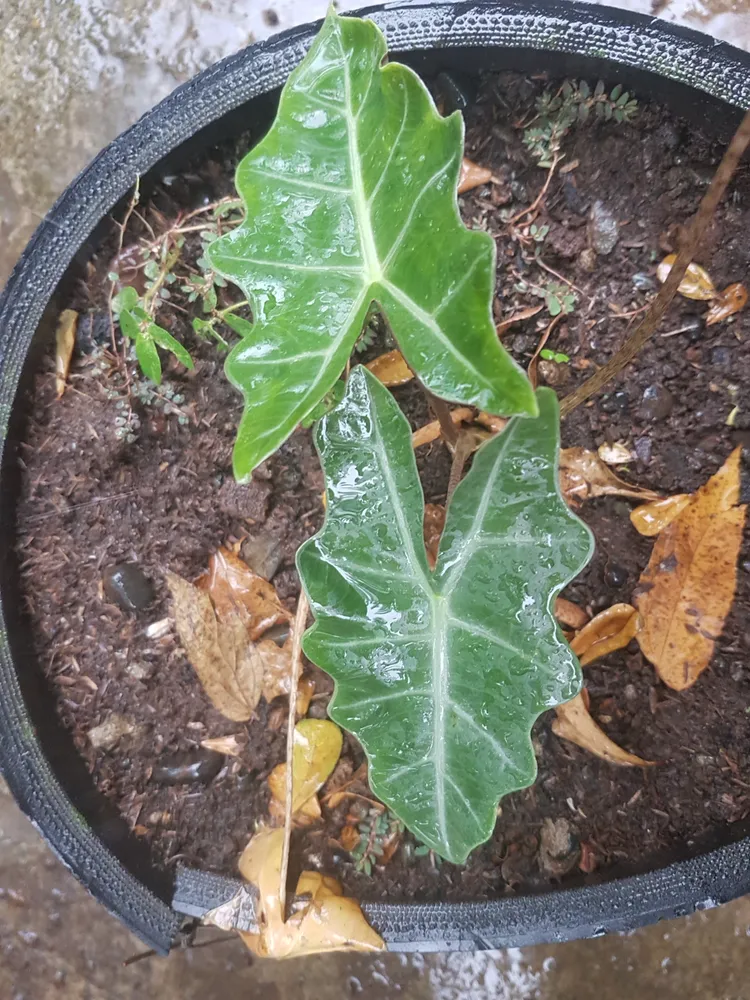 Plante alocasia sanderiana montrant ses caractéristiques typiques